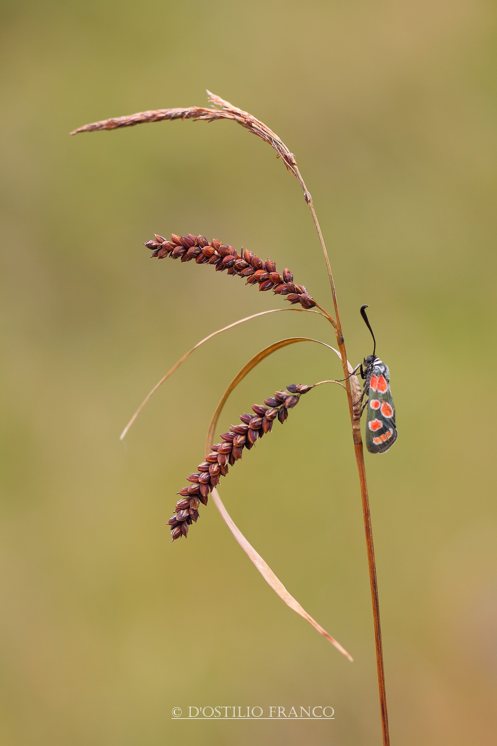 Zygaena Carniolica.