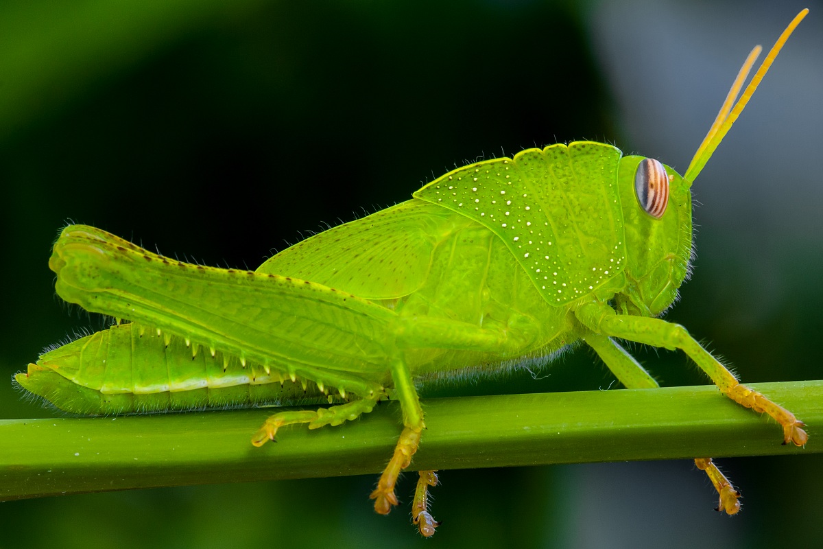 Anacridium aegyptium (nymph)
