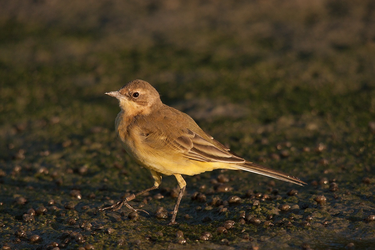 Grey Wagtail