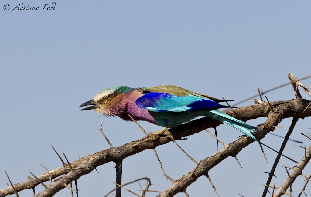 lilac roller brested