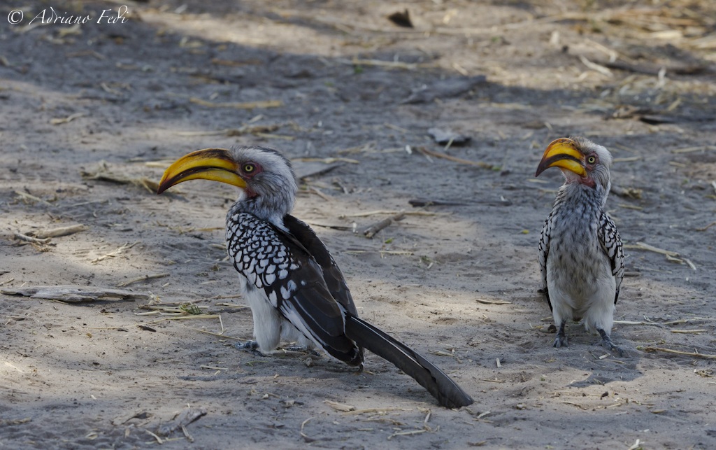 southern yellow-billed hornbill