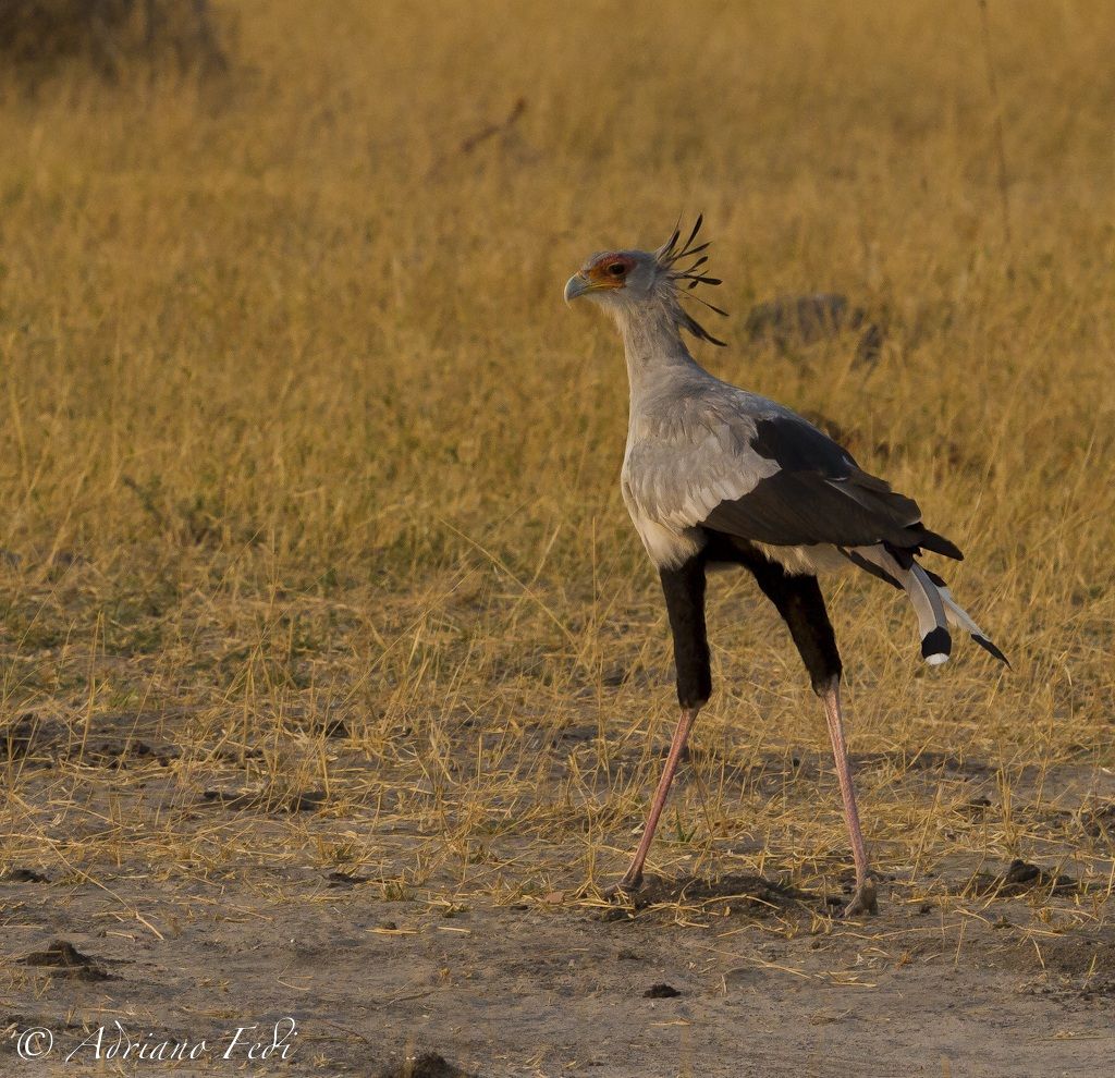 Secretarybird