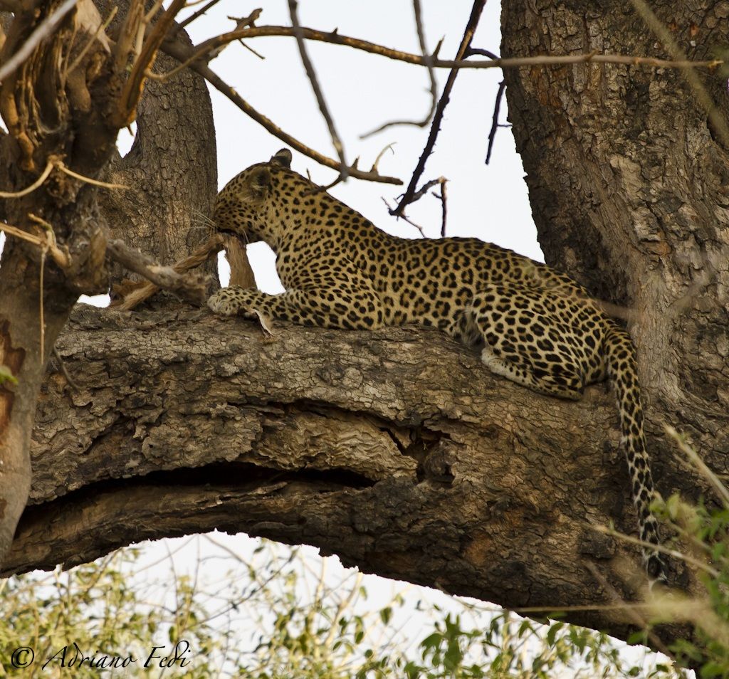 leopard eating
