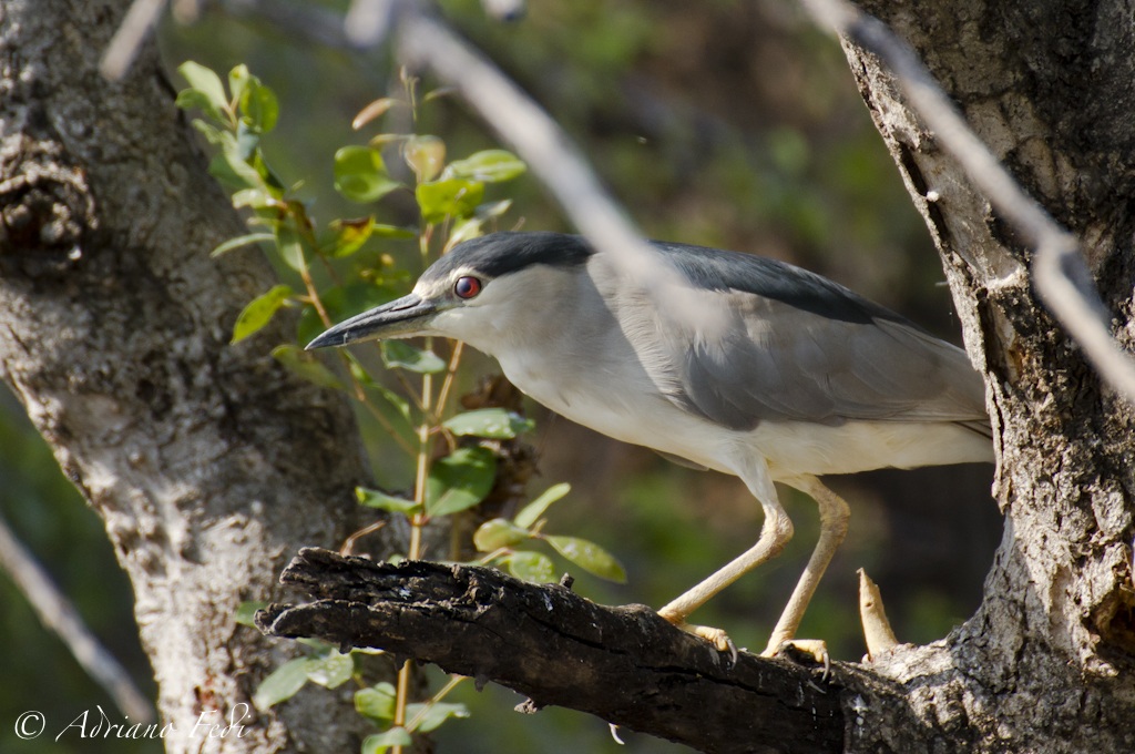 black-crowned night-heron