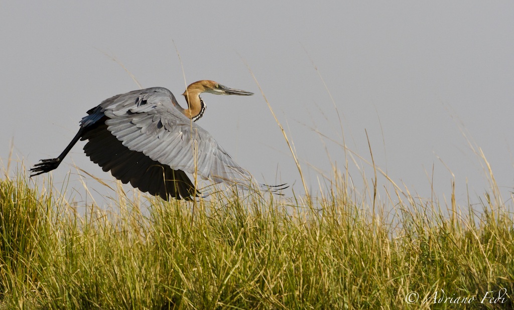 goliath heron