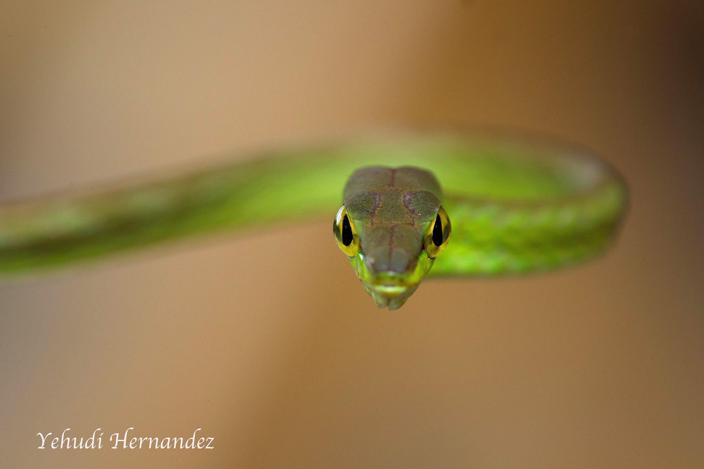 Vine Snake
