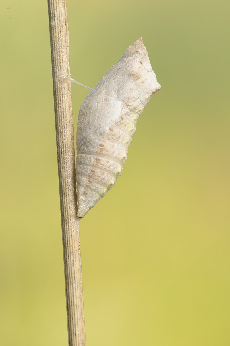 crisalide di macaone