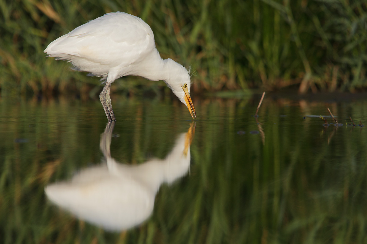 Cattle Egret