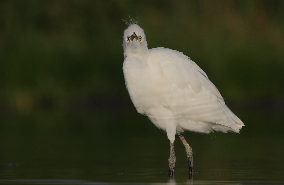 Cattle Egret