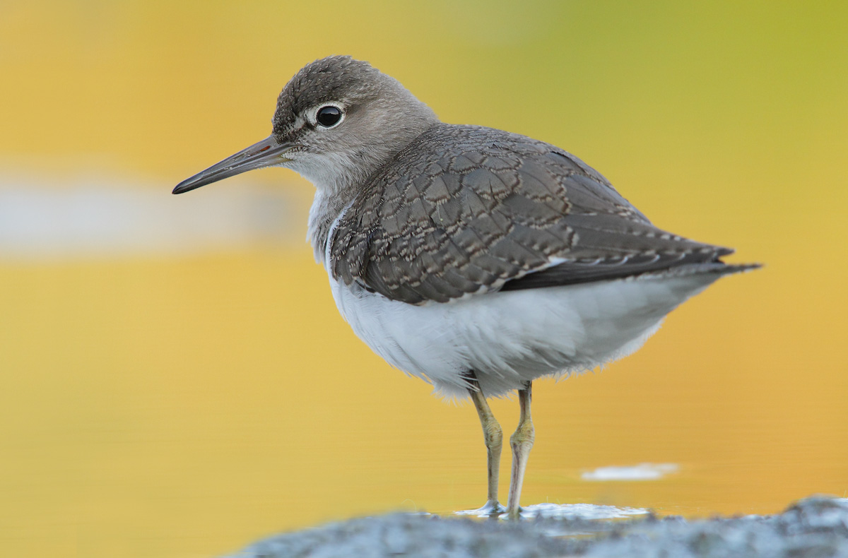 sandpiper