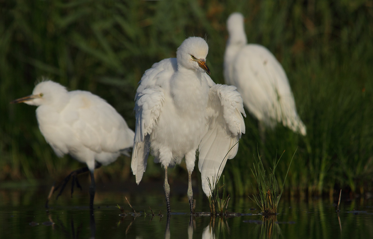 Egrets