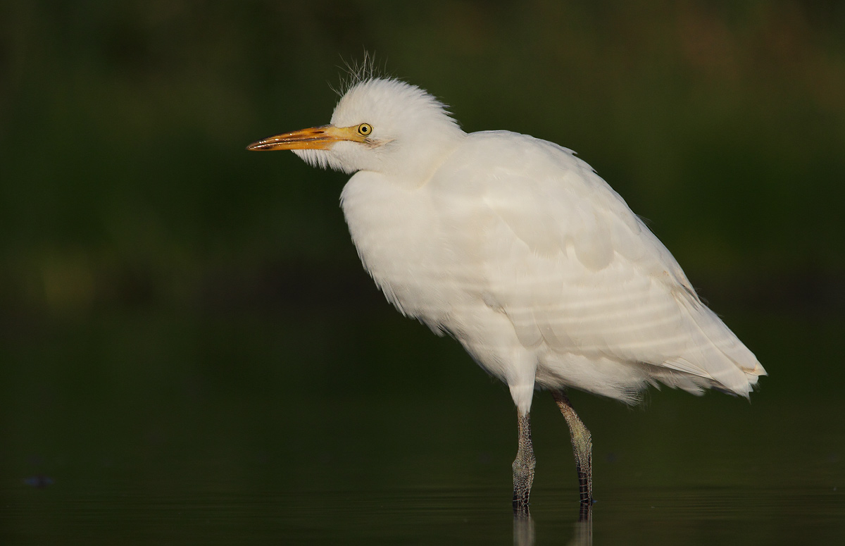 Cattle Egret
