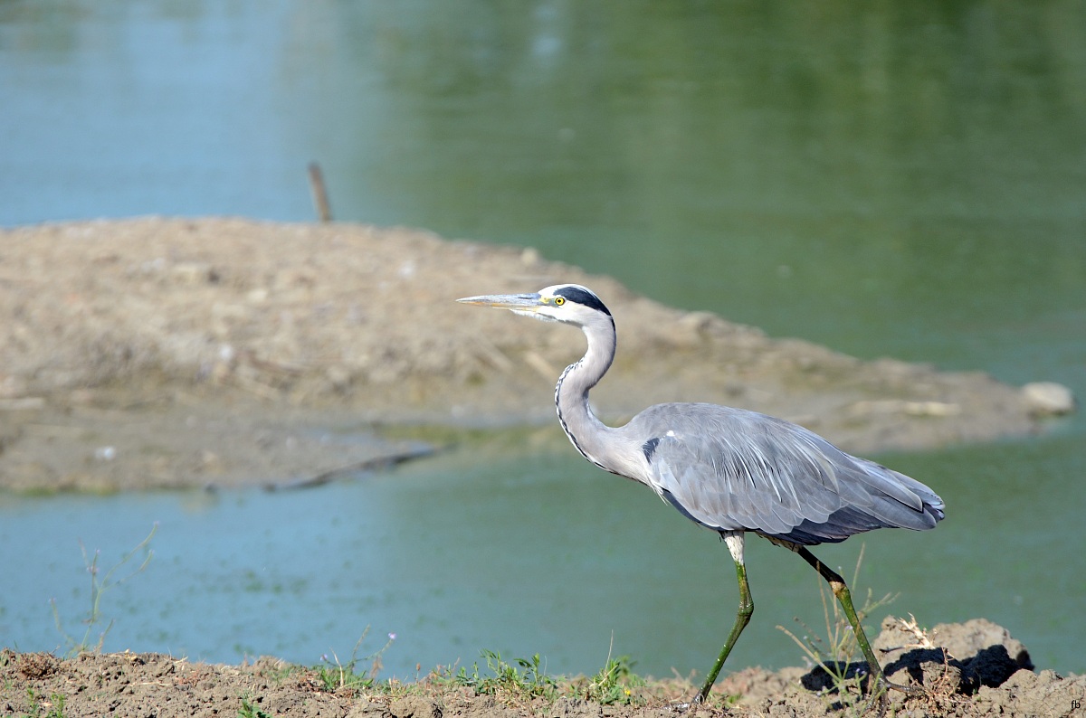 il cenerino dalle zampe verdi acqua sporca
