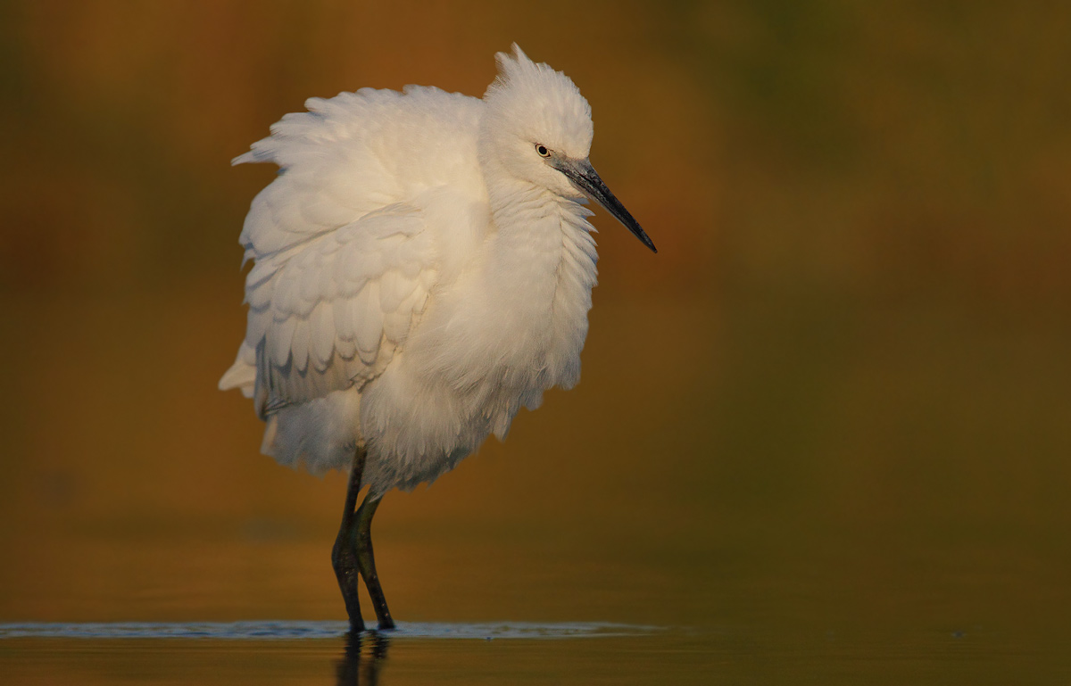 Egret