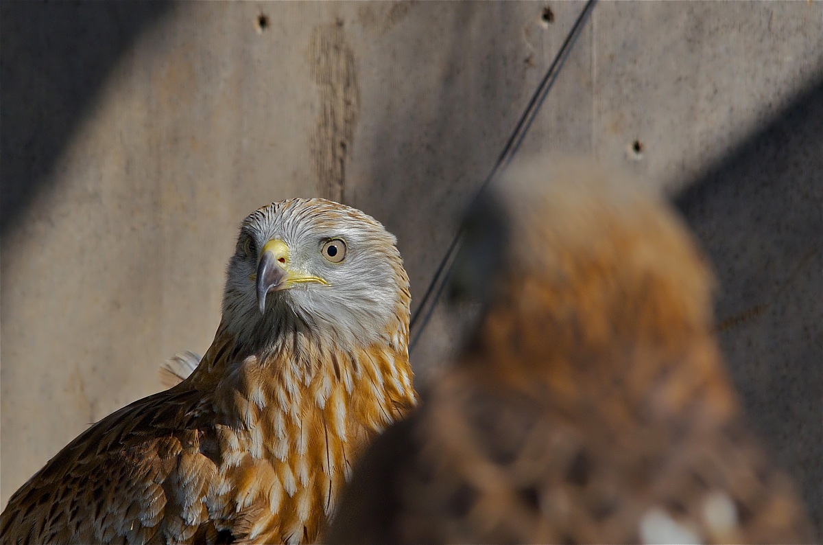 Specchio delle mie brame - riflesso