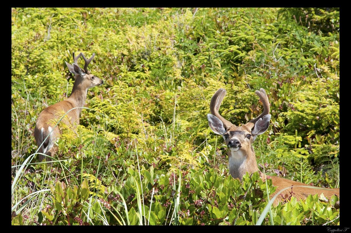 From Vancouver Island