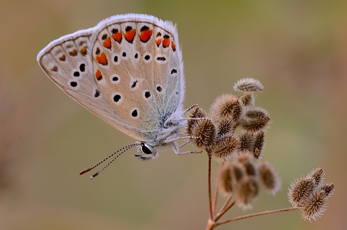 Lycaena bellargus