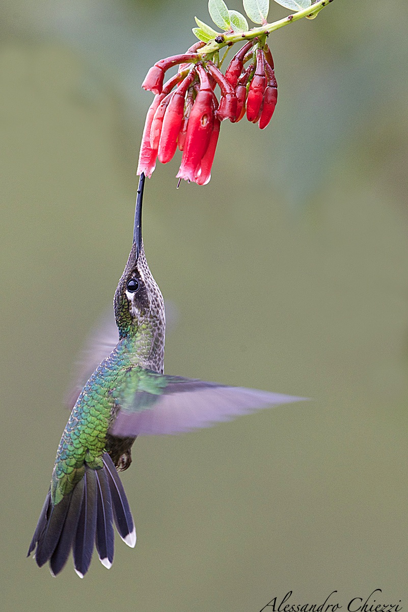 Colibri magnificent