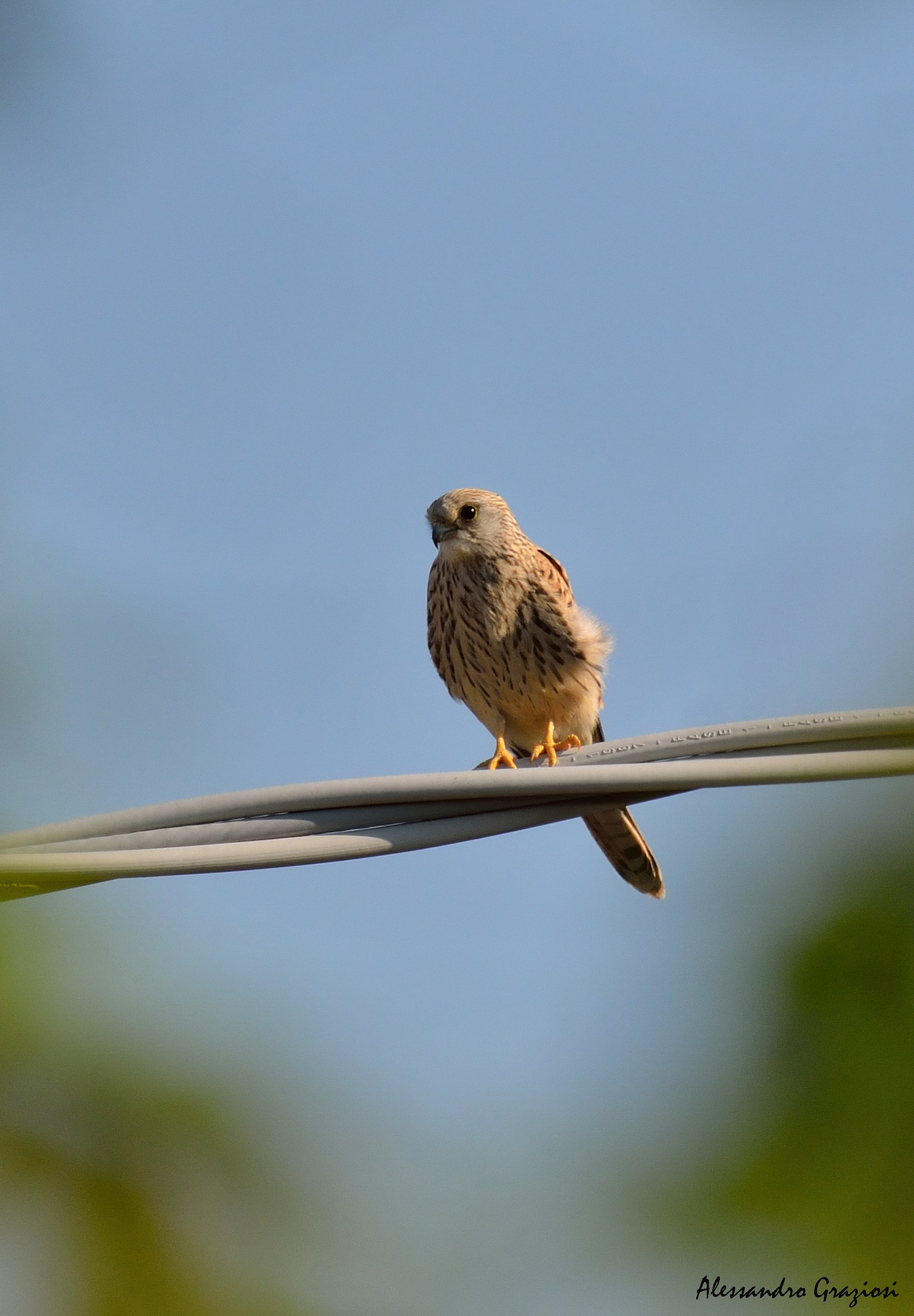 Kestrel ...