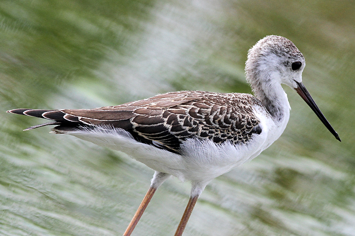 Immaturo di cavaliere d'Italia