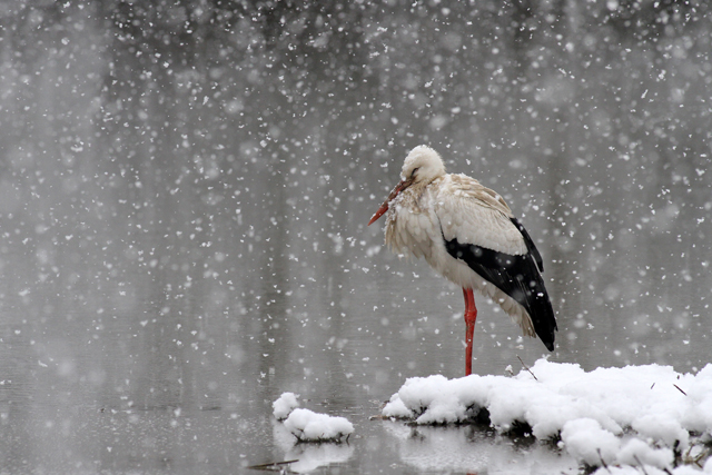 Cicogna bianca ..con nevicata
