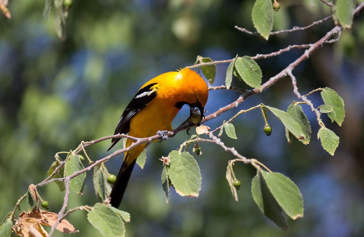 Alla ricerca di cibo!