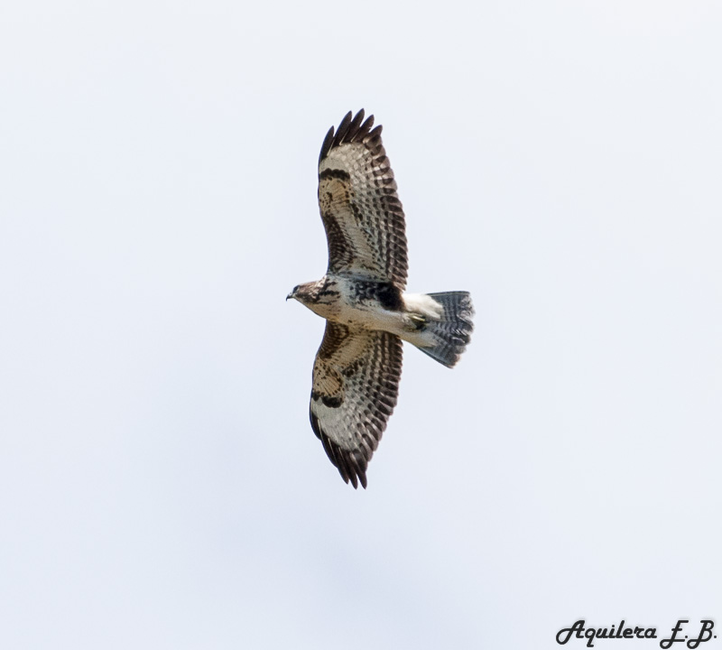 Poiana (Buteo buteo)