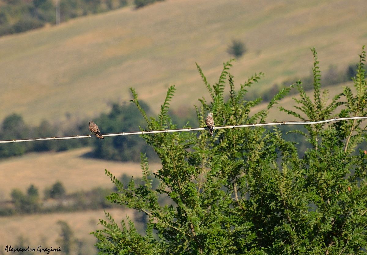 Grillaio....la coppia