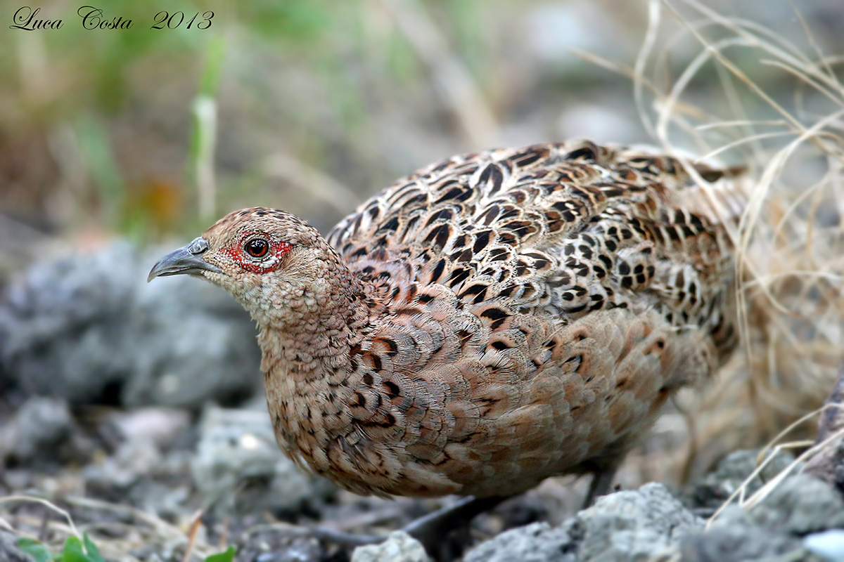 Pullo Pheasant