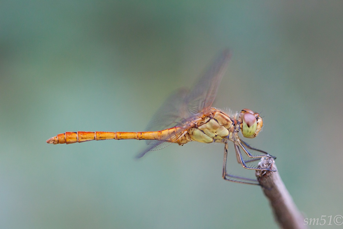Dragonfly