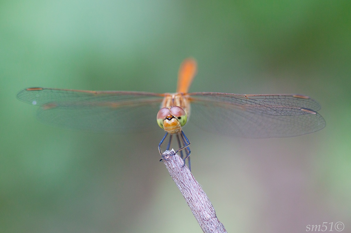 Dragonfly