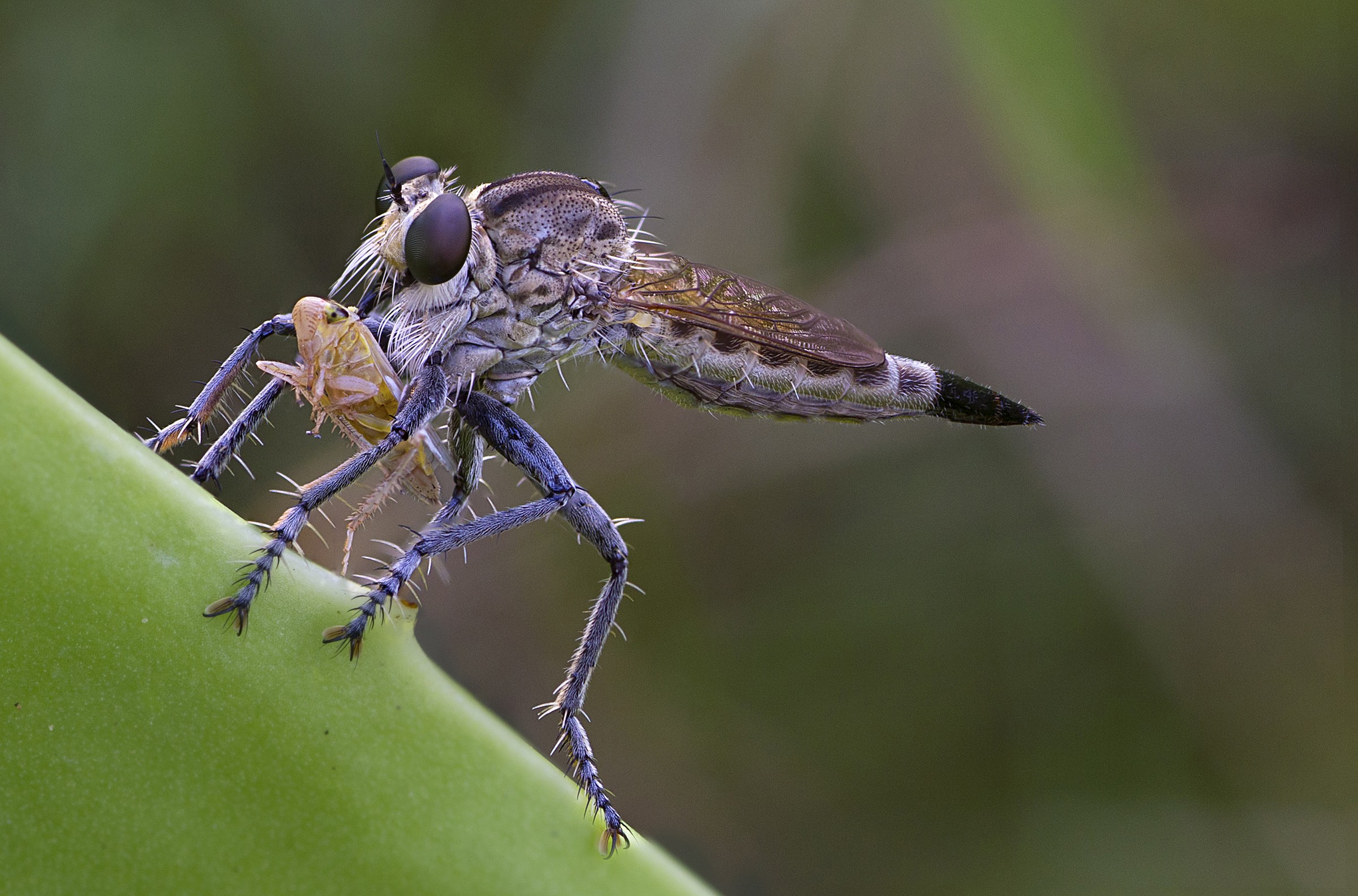 I got one, how about you