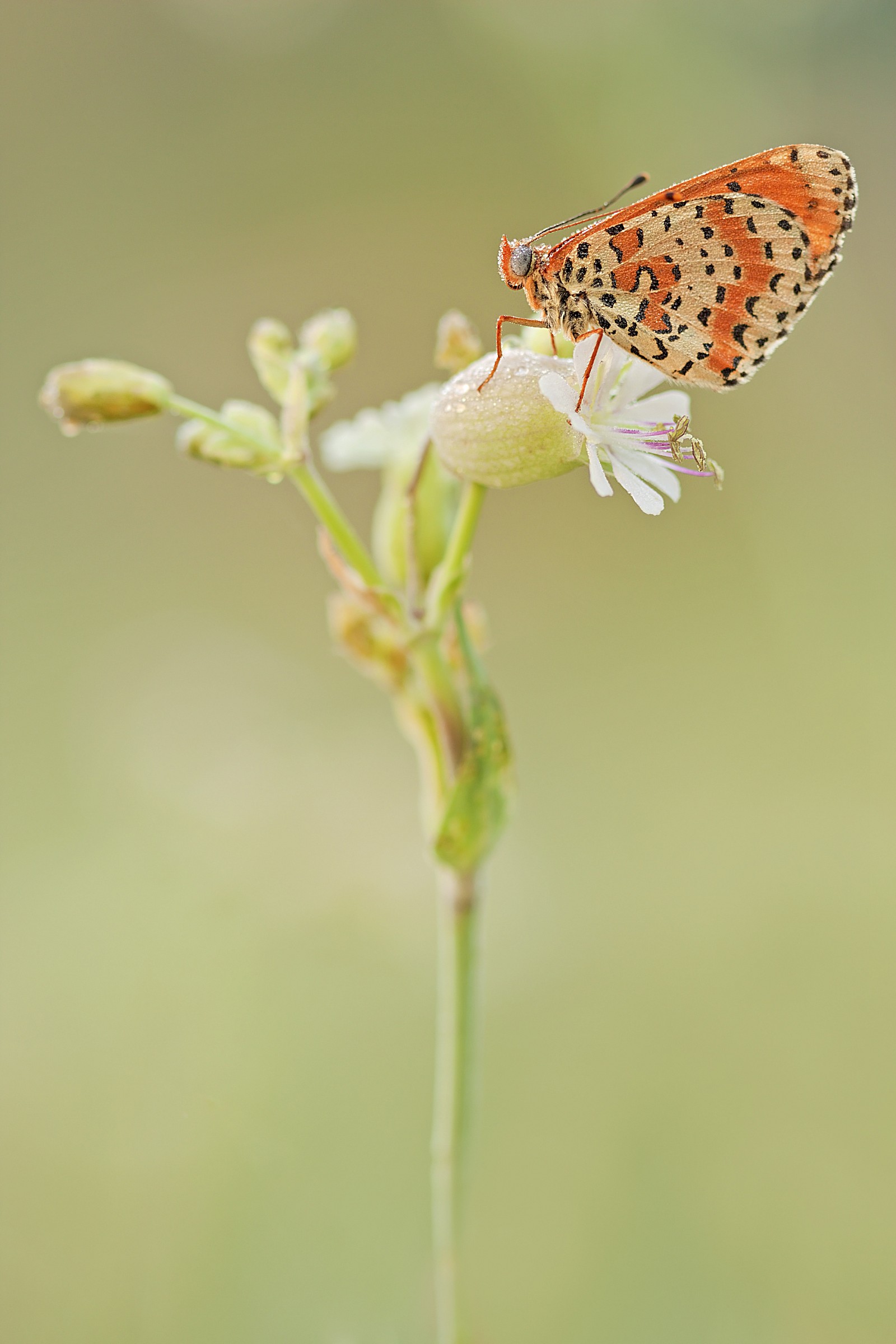Melitaea didyma