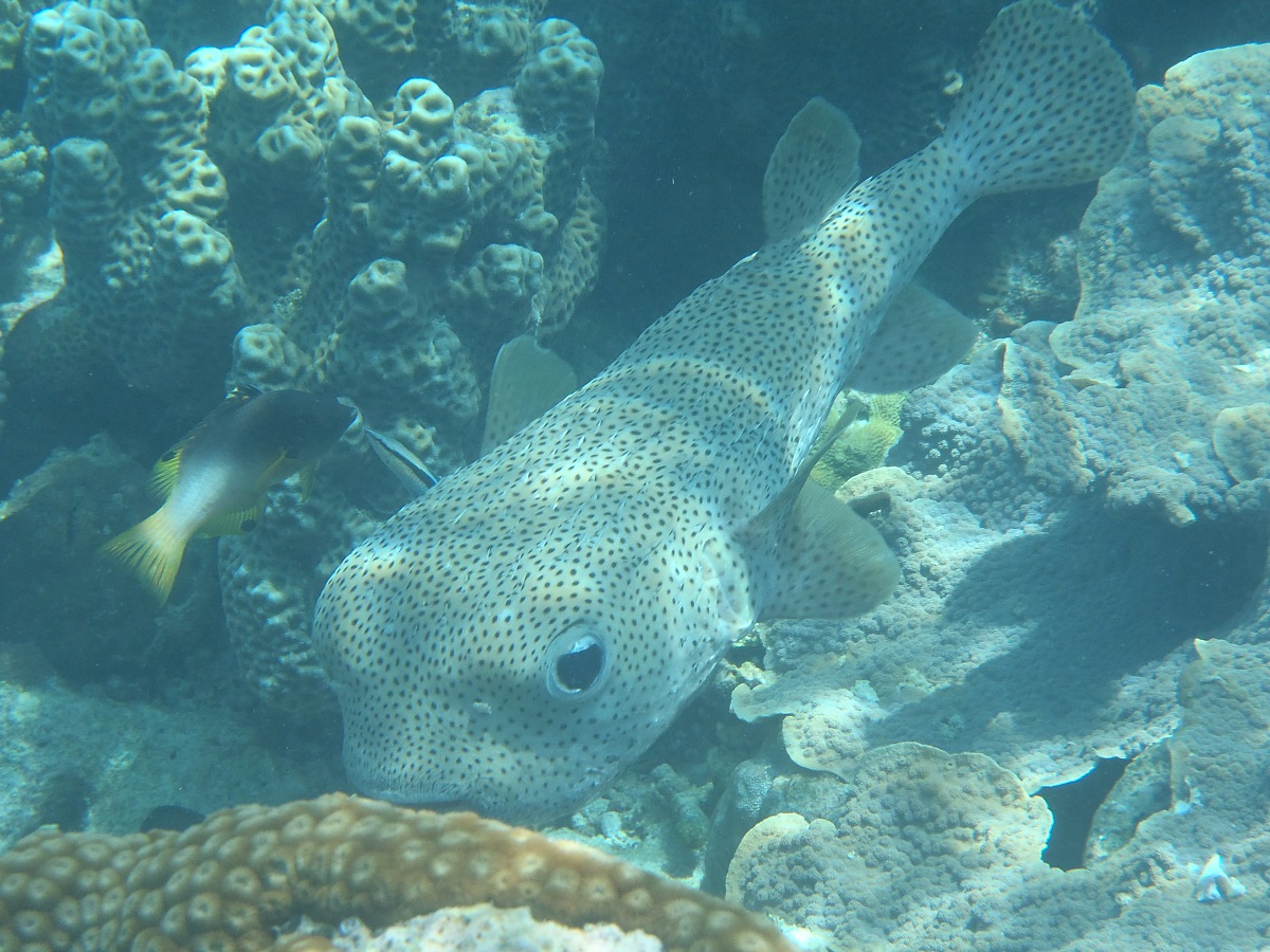 Made by my baby porcupine fish