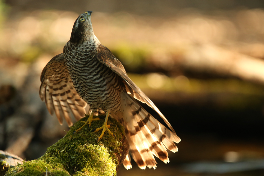 Sparrowhawk's hut "watering" Skuanature