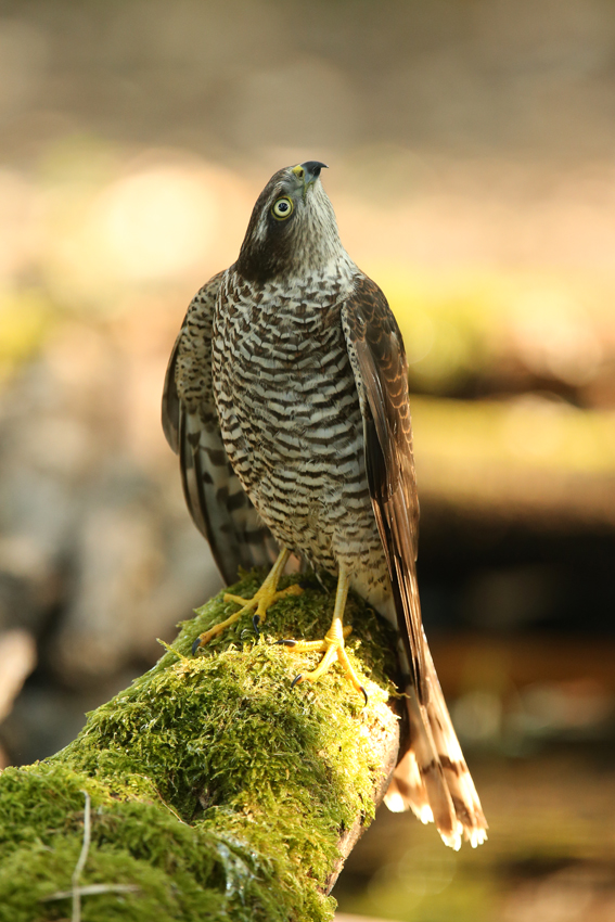 Sparrowhawk's hut "watering" Skuanature