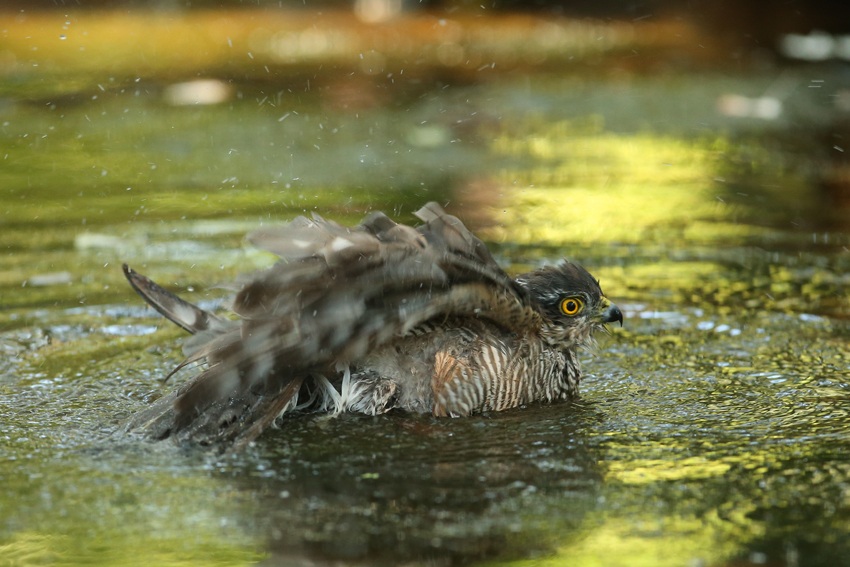 Sparrowhawk's hut "watering" Skuanature