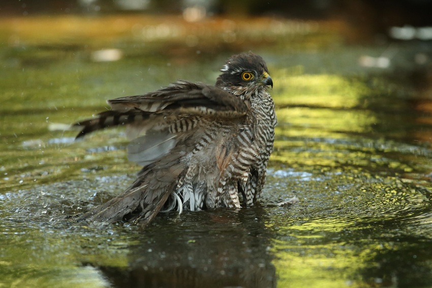 Sparrowhawk's hut "watering" Skuanature