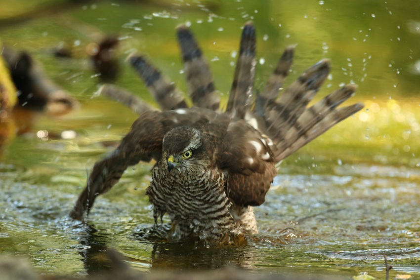 Sparrowhawk's hut "watering" Skuanature