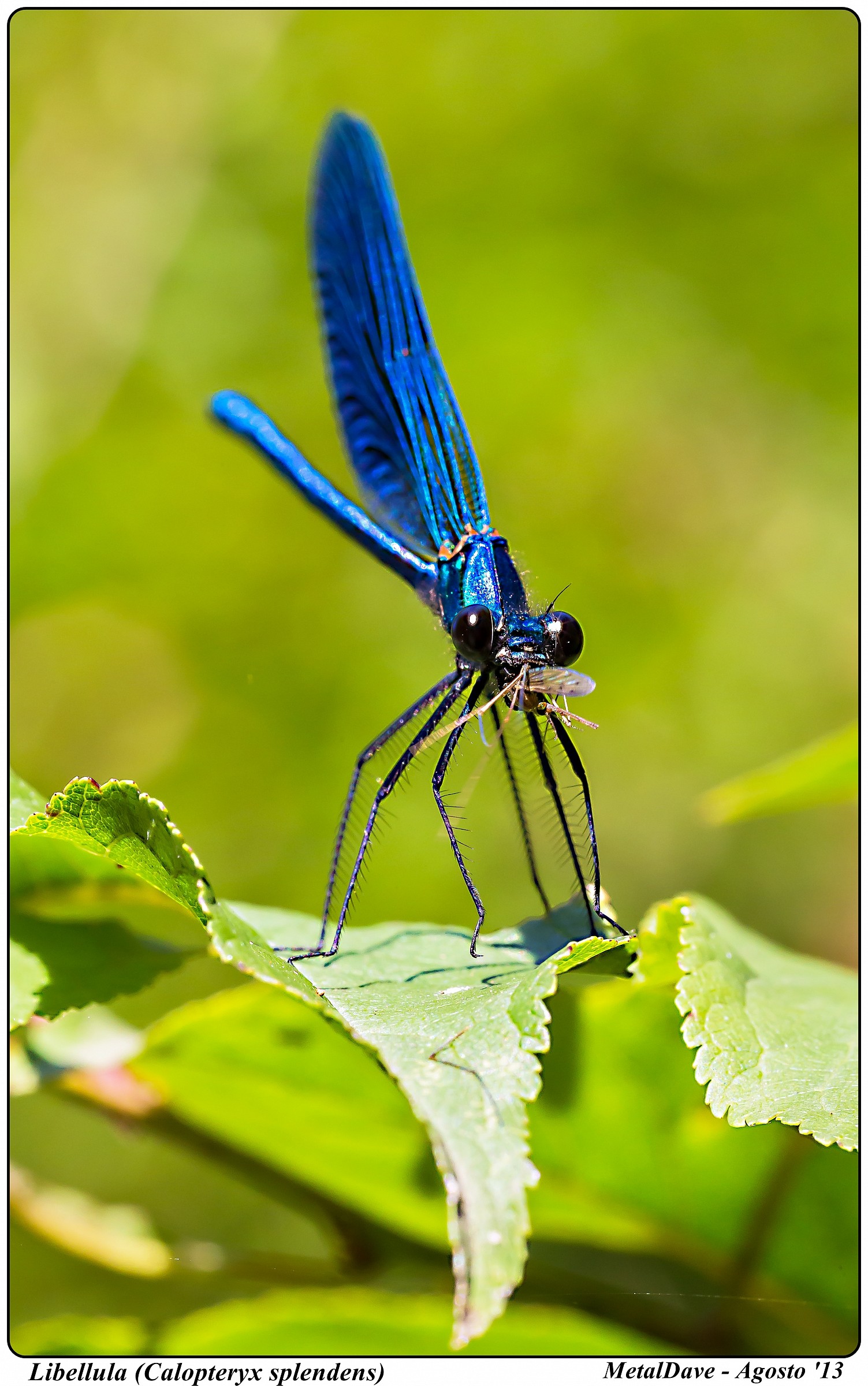 La merenda della libellula