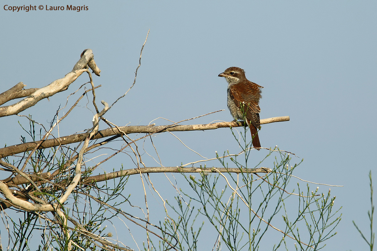 Young Cuckoo