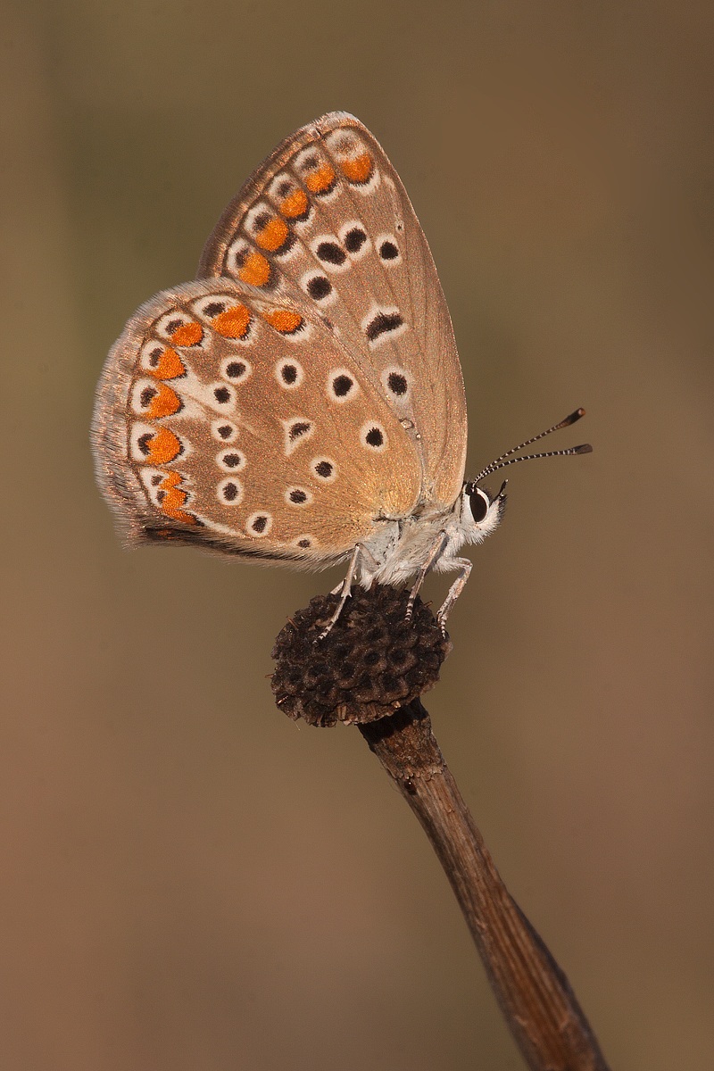 Brillantezza (Polyommatus icarus)