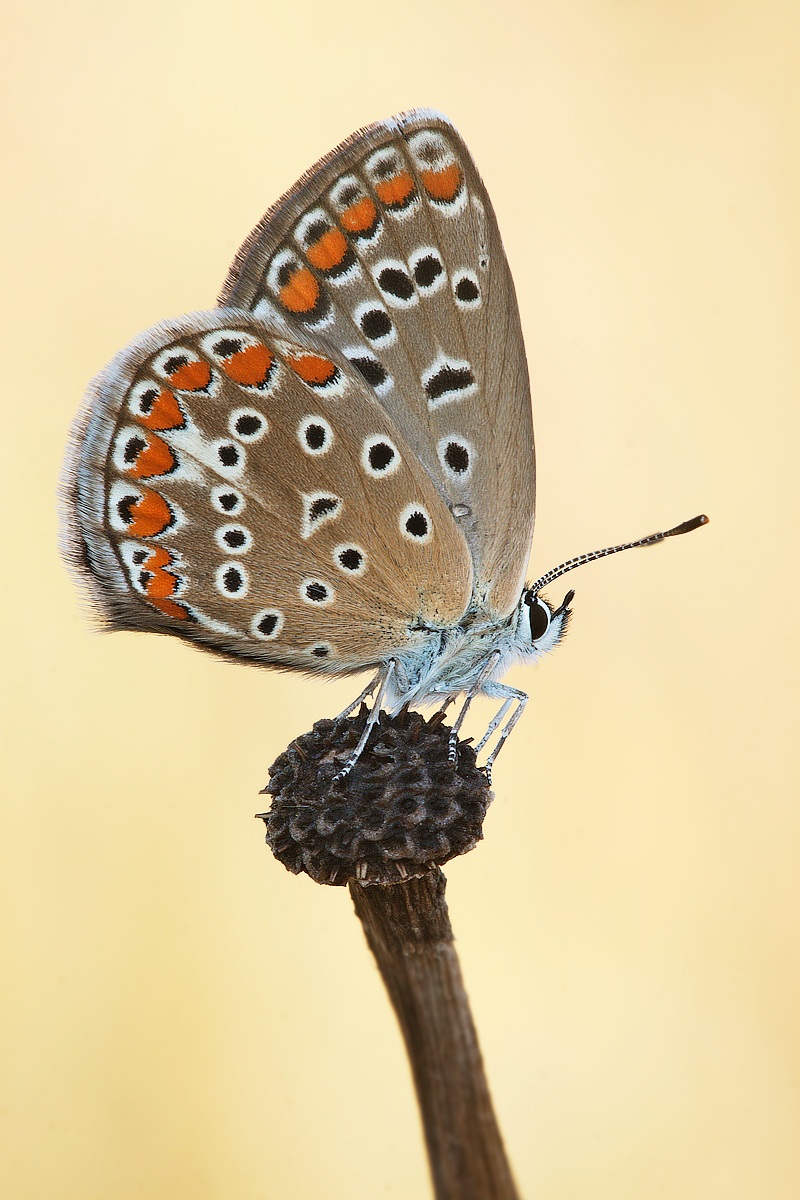 Polyommatus icarus