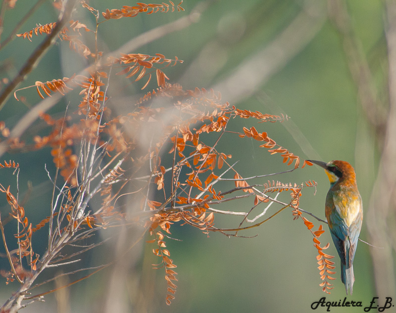 Bee-eater (Merops apiaster)