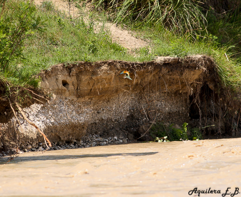 Bee-eater (Merops apiaster)