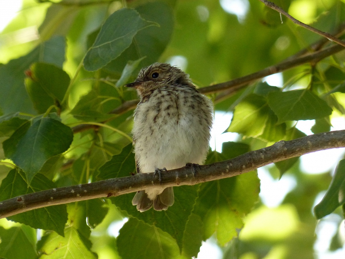 Piccolo di pigliamosche