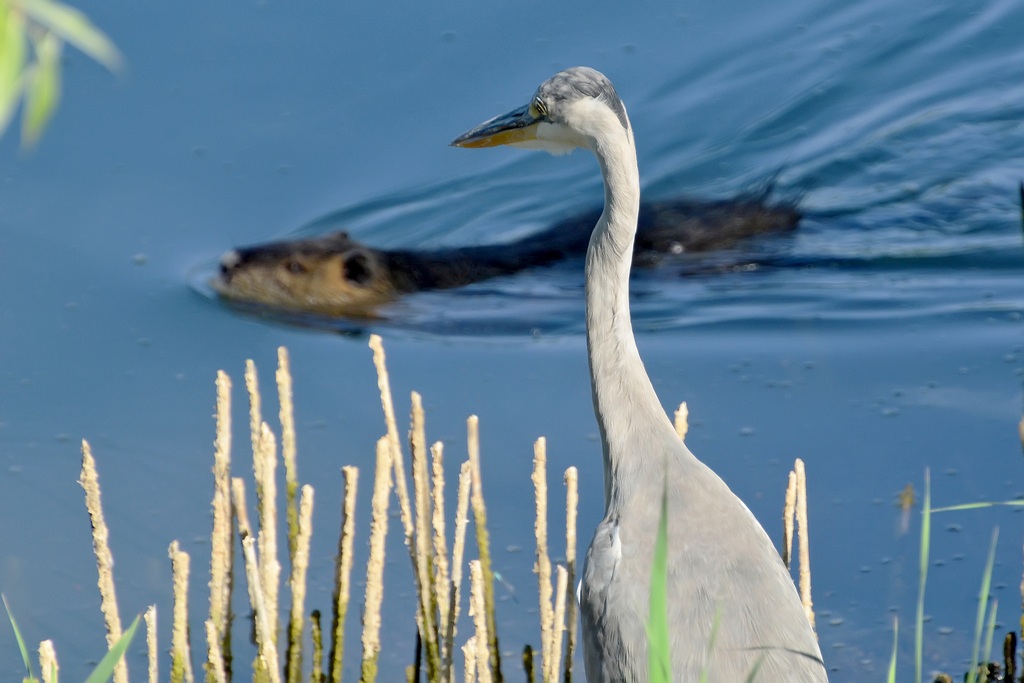 Airone e nutria