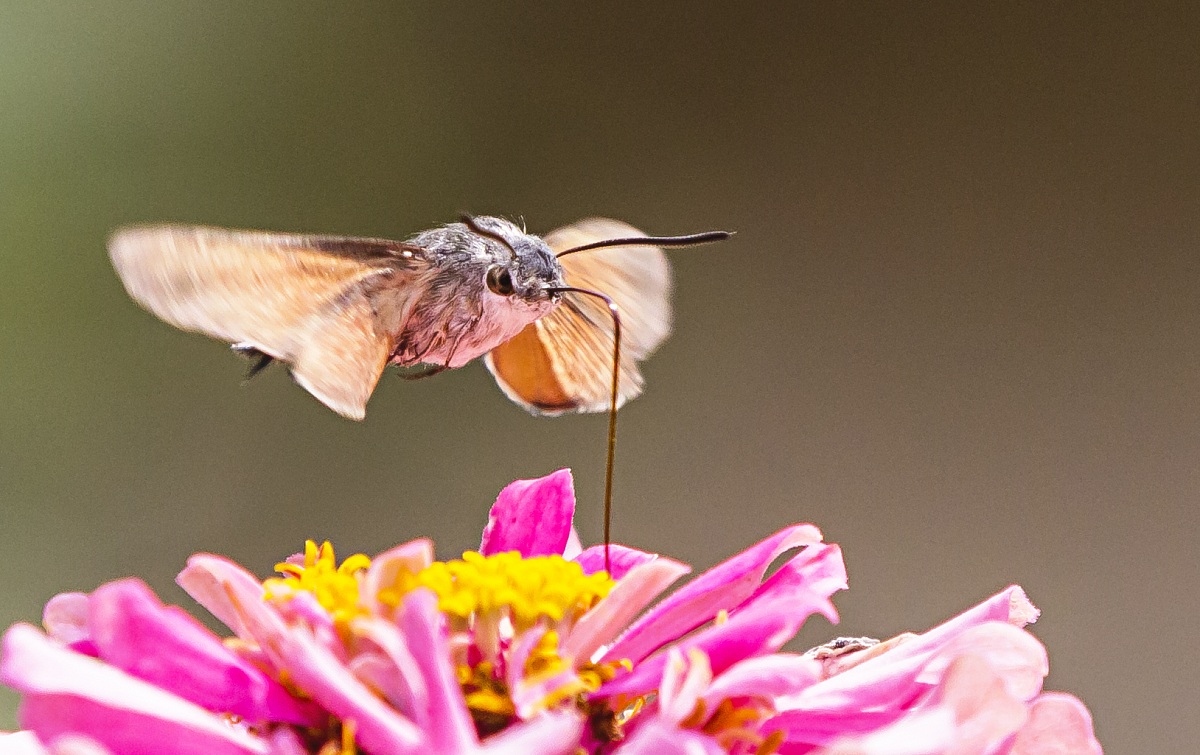 Sphinx of the Galio 2