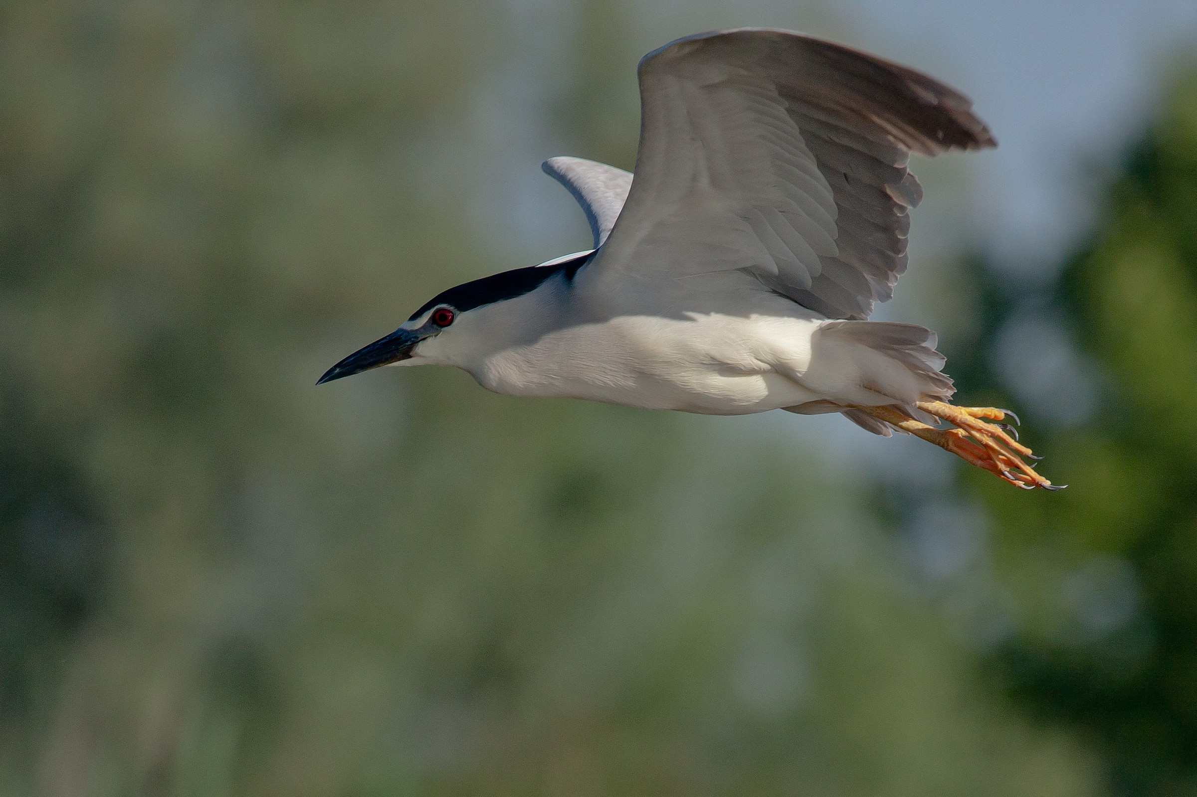 Night Heron