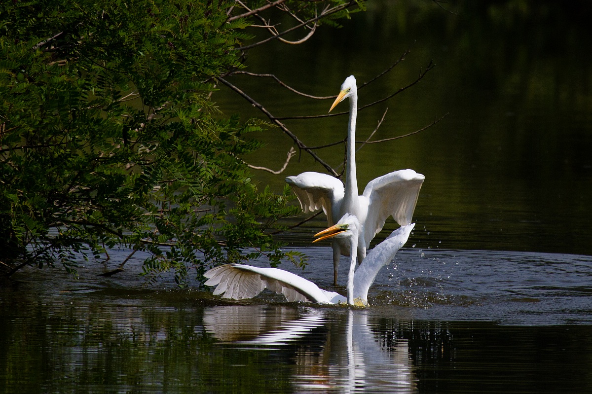 Great White Egret